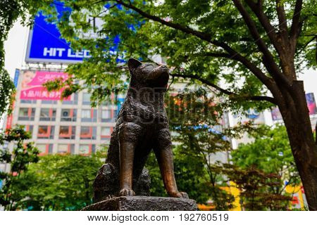 TOKYO JAPAN - MAY 7 2017: Statue of Hachiko an Akita dog which is famous on the loyalty to his owner until the death near Shibuya Station.
