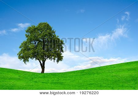 Albero verde solitario perfetto contro il cielo blu in un ambiente naturale