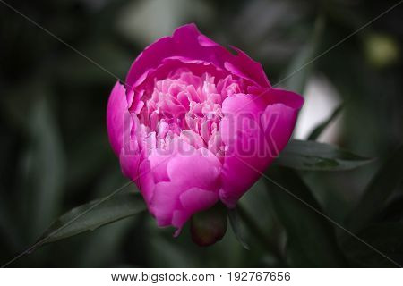 Alone peony in front of background in summer