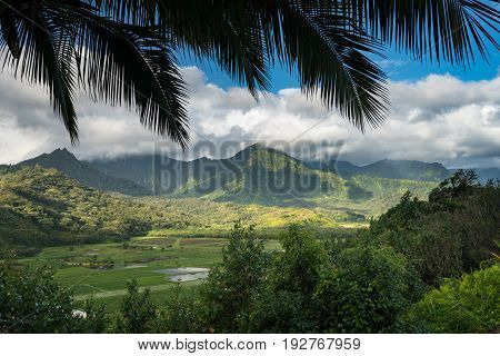Panoramic view of the taro fields in the Hanalei valley from Princeville overlook in Kauai in Hawaiian islands in high resolution