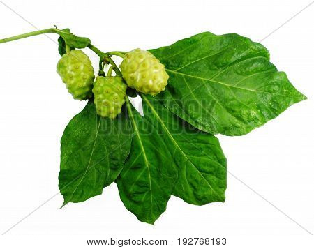 Noni or Morinda citrifolia, great morinda, Indian mulberry, beach mulberry,herb.