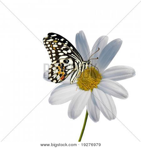 Daisy med sommerfugl