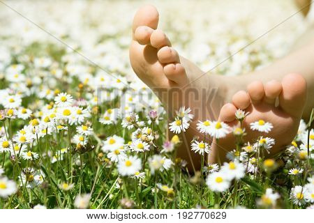Child's feet in daisy closeup view. Shoeless boy. Little boy lying on summer meadow green grass with daisy. 