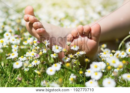 Child's feet in daisy closeup view. Shoeless boy. Little boy lying on summer meadow green grass with daisy. 