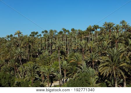 Palmeral of Elche, Spain, the most southern palm grove in Europe