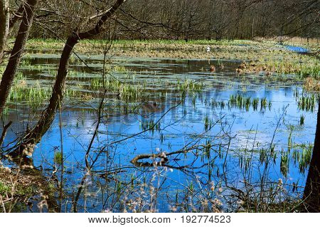 swamp marsh mire wetland fen morass quagmire slough marshland