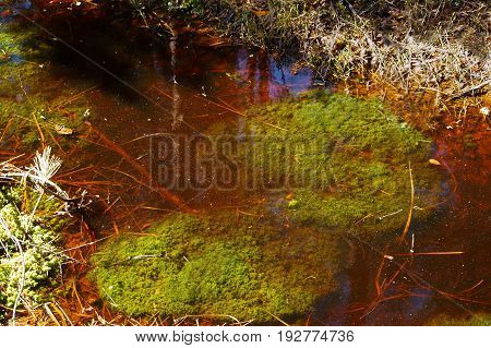 swamp marsh mire wetland fen morass quagmire slough marshland