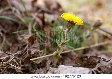 mother and stepmother spring flower bloom in the forest