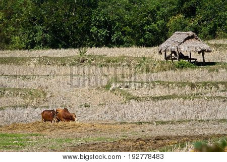 Namdinh, Vietnam . Farmwork with Cows in field