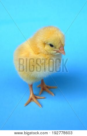 baby hen chick on blue background studio portrait farming agriculture