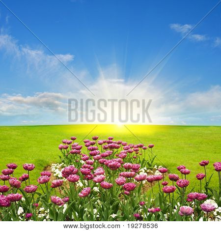 Kevät meadow ja sun
