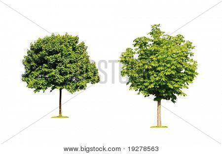 Alberi isolati