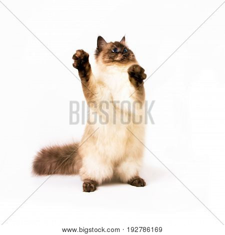 Young siberian neva masquarade color-point cat on white background