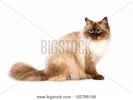 Young siberian neva masquarade color-point cat on white background