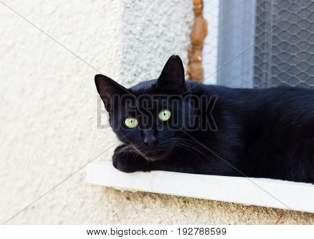 Portrait of black cat at summer day