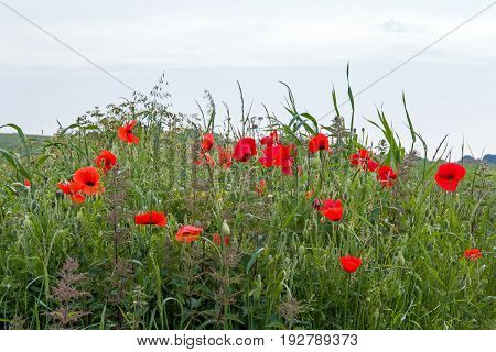 Poppies growing on the South Downs in East Sussex England.