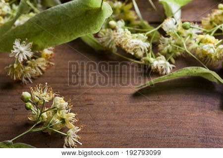 Fresh aromatic linden blossom on old wooden background