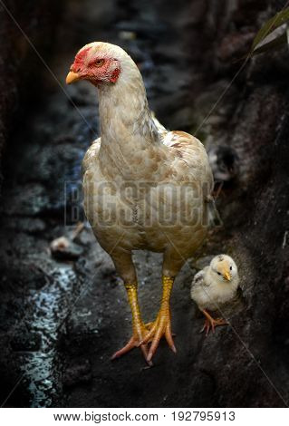 Love of between Mom and baby white chicken.
