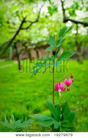 Dicentra spectabilis også kendt som Venuss bil, blødende hjerte eller lyre blomst