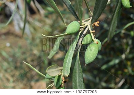 Leaves And Olive Shoots With Bunch Of Buds