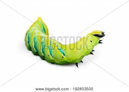 Close caterpillar close up green yellow white striped
