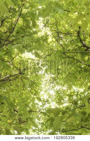 Sun shining through walnut tree leaves background beasutiful theme