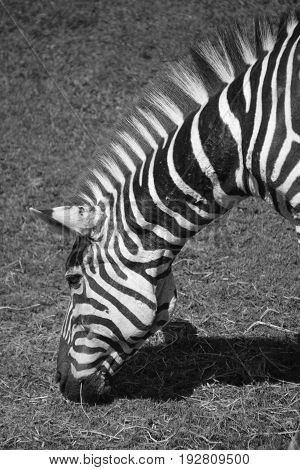 Zebras are several species of African equids (horse family) united by their distinctive black and white stripes