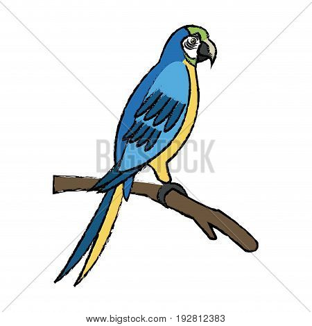 macaw amazon bird brazil wildlife image vector illustration