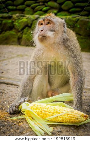 Long-tailed macaques Macaca fascicularis in The Ubud Monkey Forest Temple on Bali Indonesia.