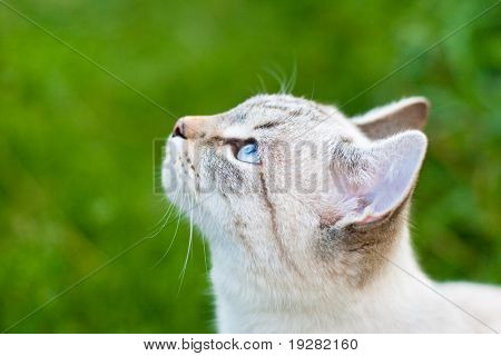 Blau Tabby Point Katze Closeup im freien