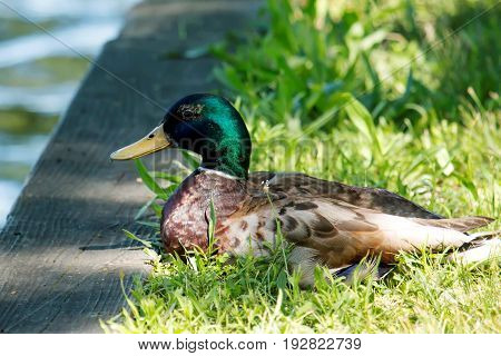 A green headed mallard duck looks out over the lake while basking in the sunshine on a beautiful day