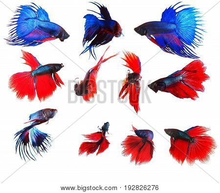 mixed of blue and red siamese fighting fish betta full body under water isolated white background