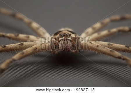 Close up of cane spider on gray background