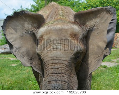 Elephants are large mammals of the family Elephantidae and the order Proboscidea. Two species are traditionally recognised, the African elephant (Loxodonta africana) and the Asian elephant