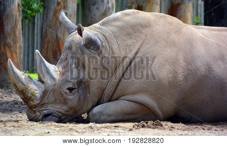 A rhinoceros ( meaning 