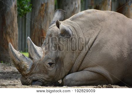 A rhinoceros ( meaning "nose horn"), often abbreviated to rhino, is one of any five extant species of odd-toed ungulates in the family Rhinocerotidae
