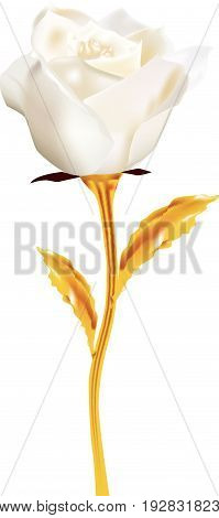 White rose on the golden stem - a fantastic white rose