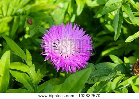 Purple cornflower (Centaurea dealbata) in the garden