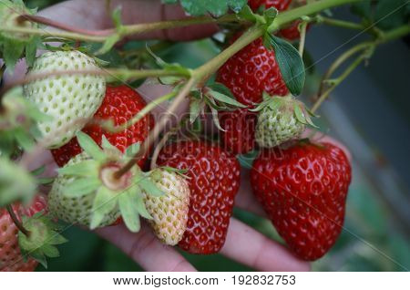 The Strawberry in the gardener's hand  in the greenhouse.