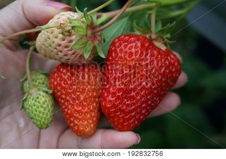 Fresh Strawberry in the hand of gardener.