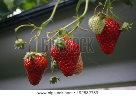 Red and green Strawberry  hanging in the greenhouse.