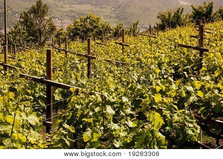 Виноградник