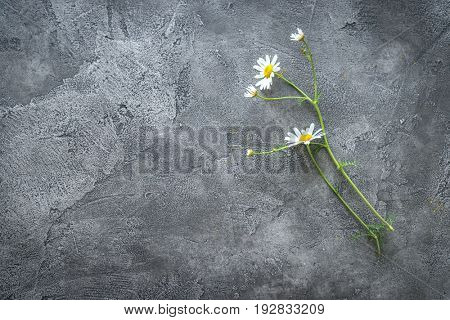 Lovely daisy flower lying on a dark gray table, white soft petals, textspace, topview