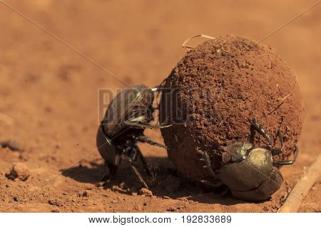 Dung beetles roll a dung ball