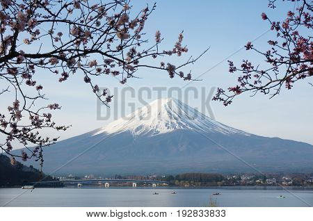 Mt.Fuji with  full bloom  Cherry Blossom(Sakura) at Lake Kawaguchiko, Yamanashi, Japan