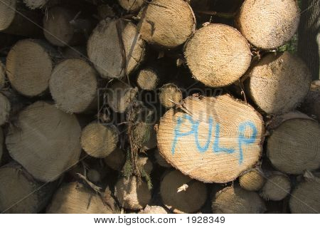 Pulp Wood Logs