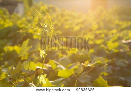 Ripe grapes in an old vineyard in the tuscany winegrowing area, Italy Europe