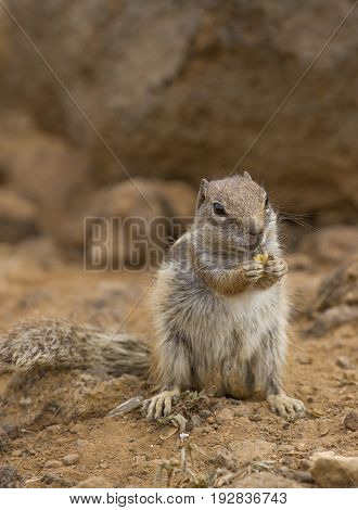 Squirrel ground. Prairie dogs in nature eating and jump. Groundhog