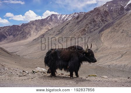Kashmir yak in beautiful  landscape with snow peaks background,North India.