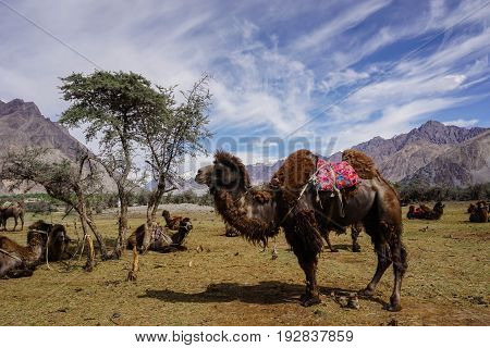 Camel  in beautiful  landscape with snow peaks background,North India.